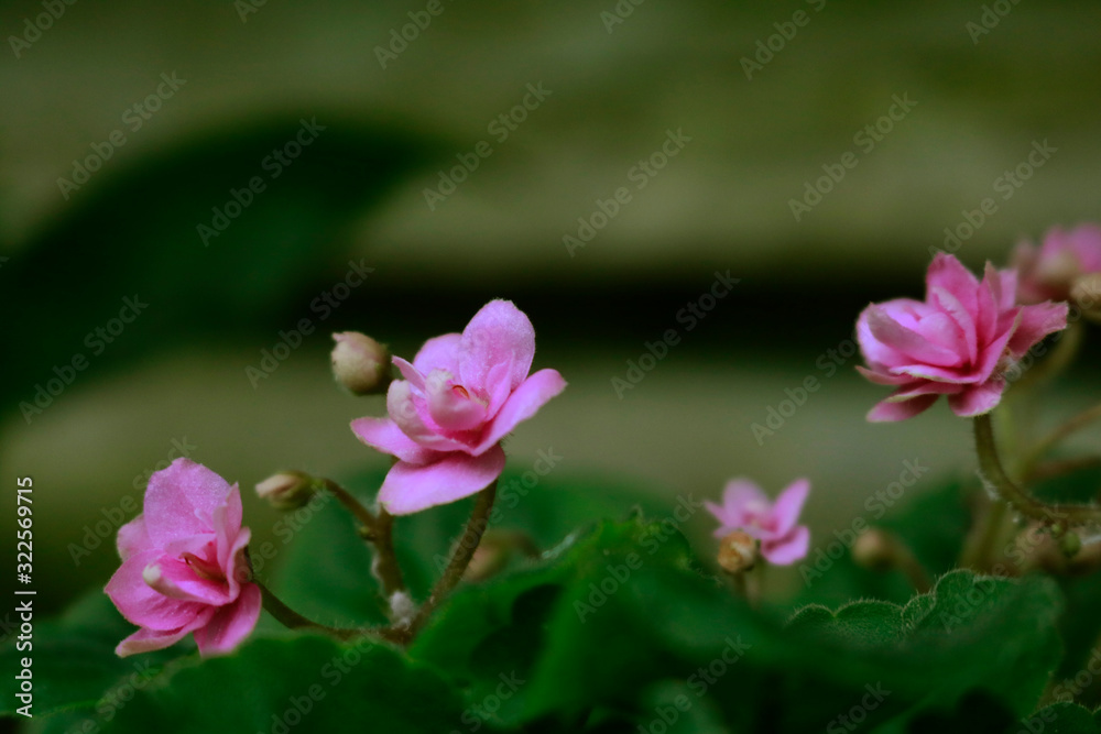 orchid orchid