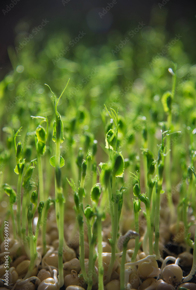 Peas micro green confetti macro home growing photo. Raw food inspiration.