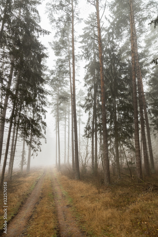 Fototapeta premium A forest in fog, a mysterious forest