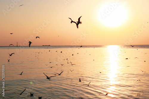 Wallpaper Mural seagulls flying at the pangpoo Torontodigital.ca