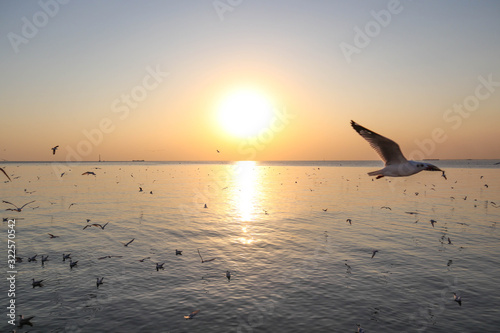 seagulls flying at the pangpoo © Akarat