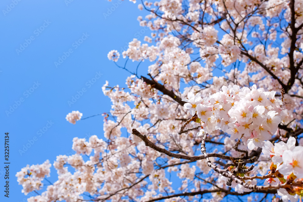 山梨県 勝沼ぶどう郷の甚六桜