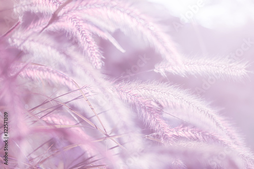 Blurry background of Feather Pennisetum, Mission grass in pink vintage tone. Concept of loneliness, feel free and release