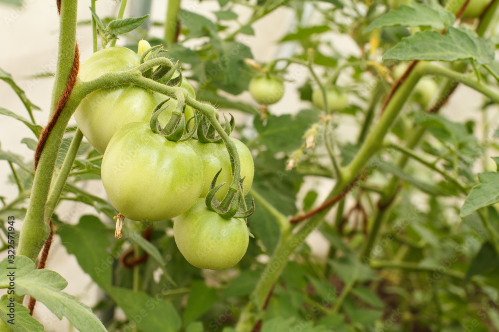 Unripe green tomatoes growing on bush in the garden Unripe green tomatoes growing on bush in the garden
