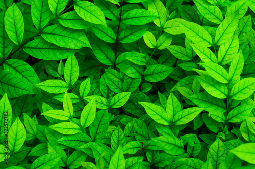 Top view many green leaves for background or use decorative other.