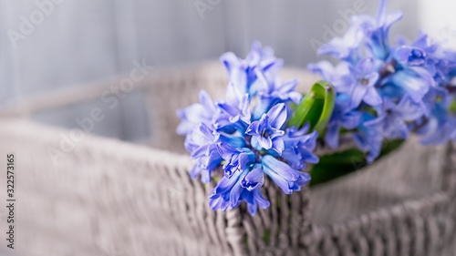 Beautiful blue violet hyacinths in a basket on a gray background. Copy space, 16:9 panoramic format