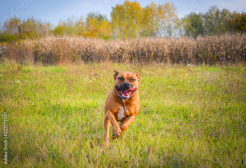 Run Forest