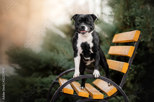 staffordshire bull terrier dog lovely portrait walk in the park magic light cute dog