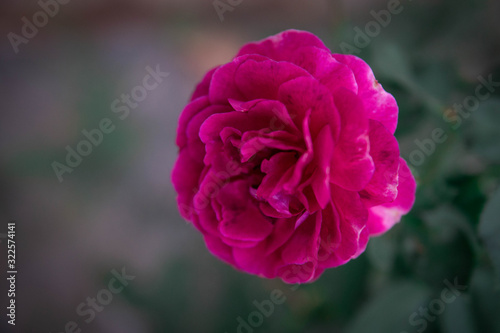 fresh purple rose with selective focus in blur garden background 