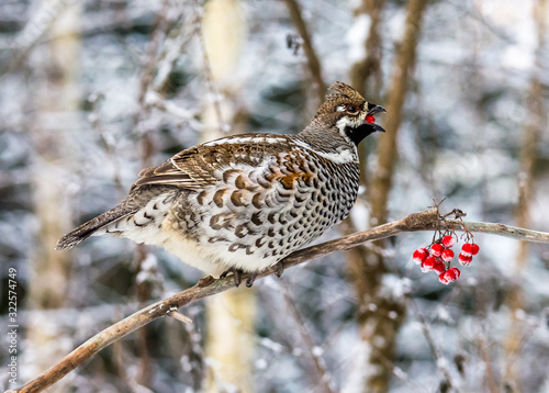  Grouse