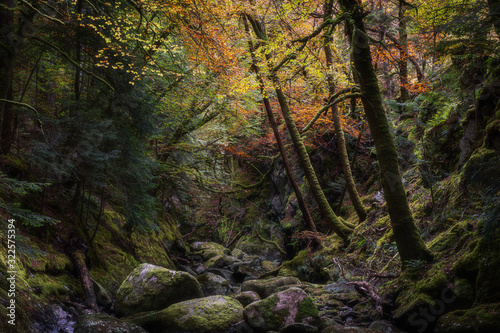 Rocky gorge in autumn forest.Tranquil nature scene with atmospheric mood.Beautiful woodland landscape in Scottish Highlands.