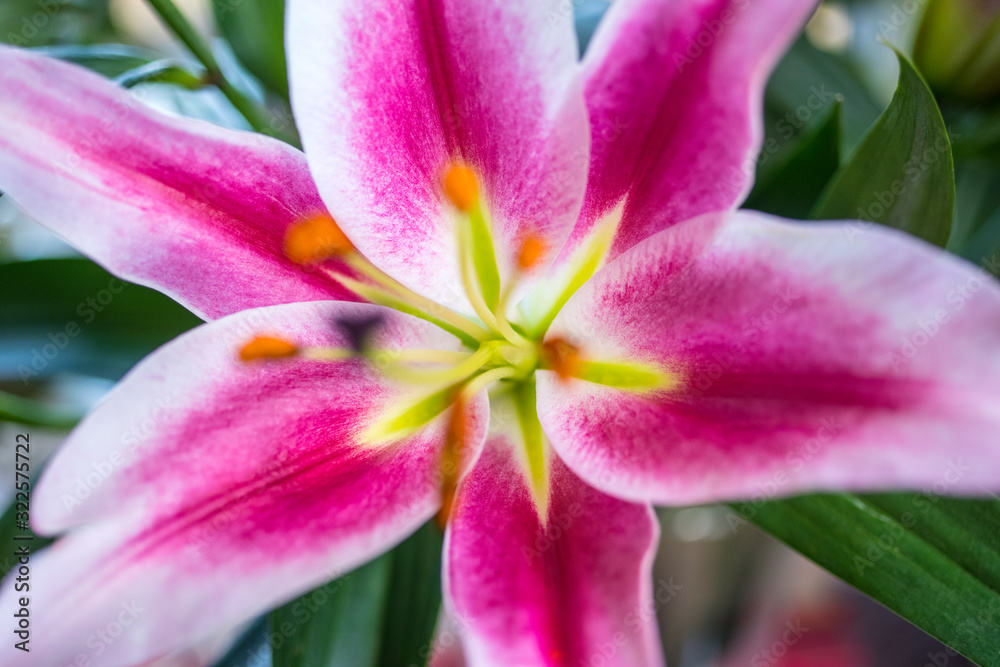Lilies Abstract Lilies Abstract