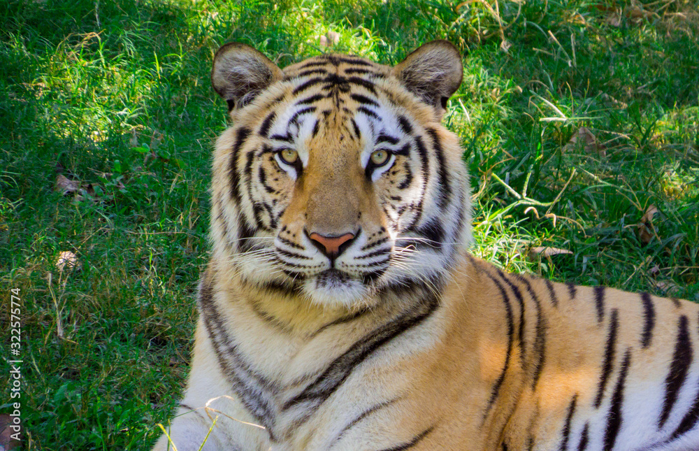 Obraz premium Bengal tiger portrait in the nature