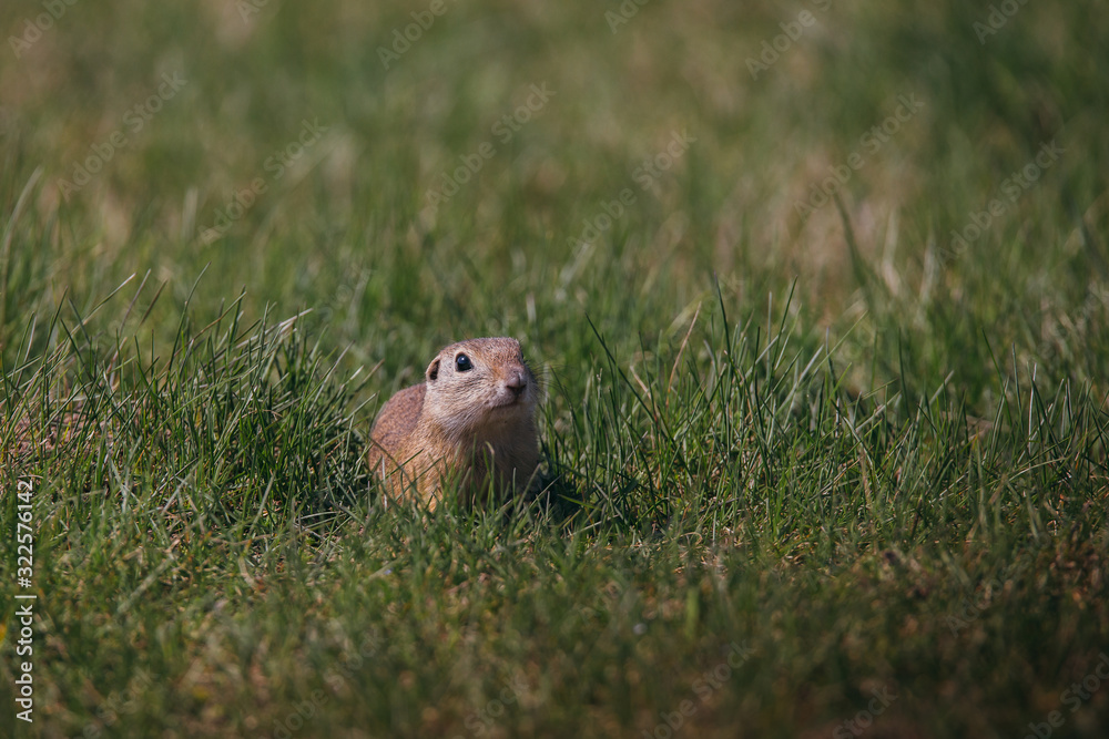 Ground squirrel in summer hiding in the garden. Ground squirrel in summer hiding in the garden.