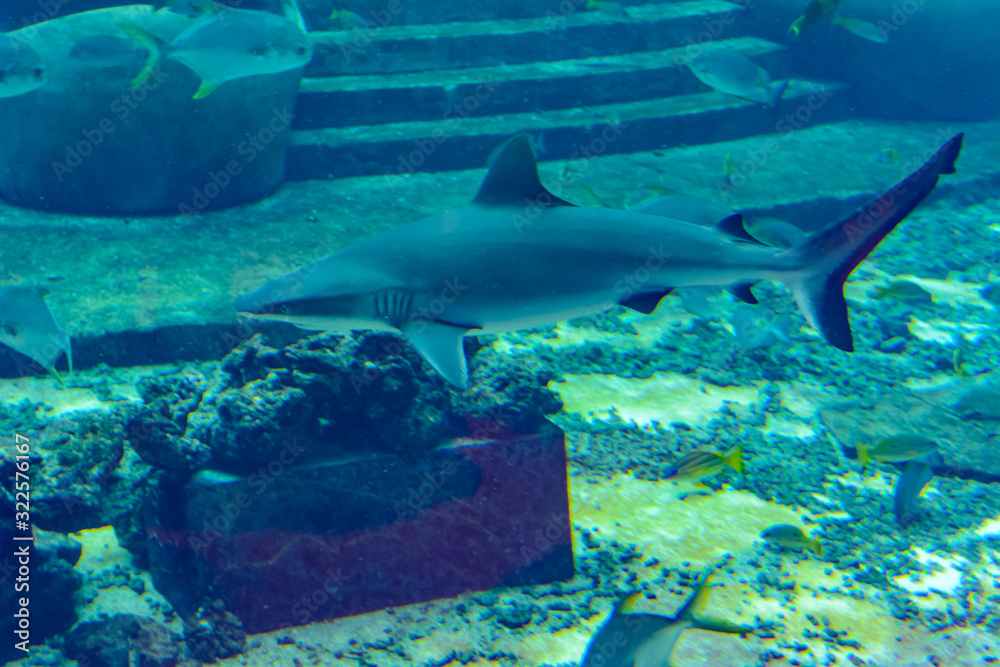 Reef shark near Atlantis city of Sanya on Hainan Island, China.