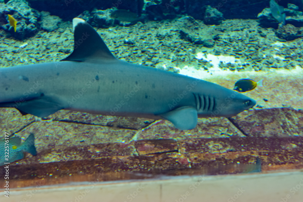 Fototapeta premium Reef shark near Atlantis city of Sanya on Hainan Island, China.