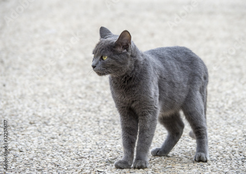 Cat, wild found on the street of Jerusalem, Jsrael