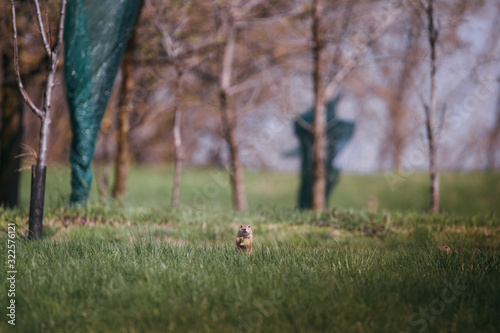 Ground squirrel in summer hiding in the garden.  © belyaaa