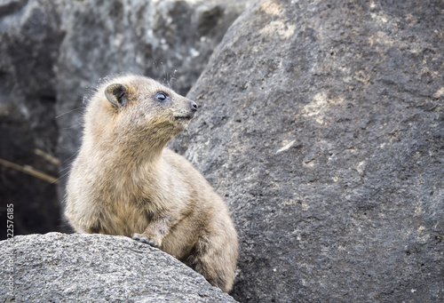 Wild rock hyrax found near Galilea sea, Israel
