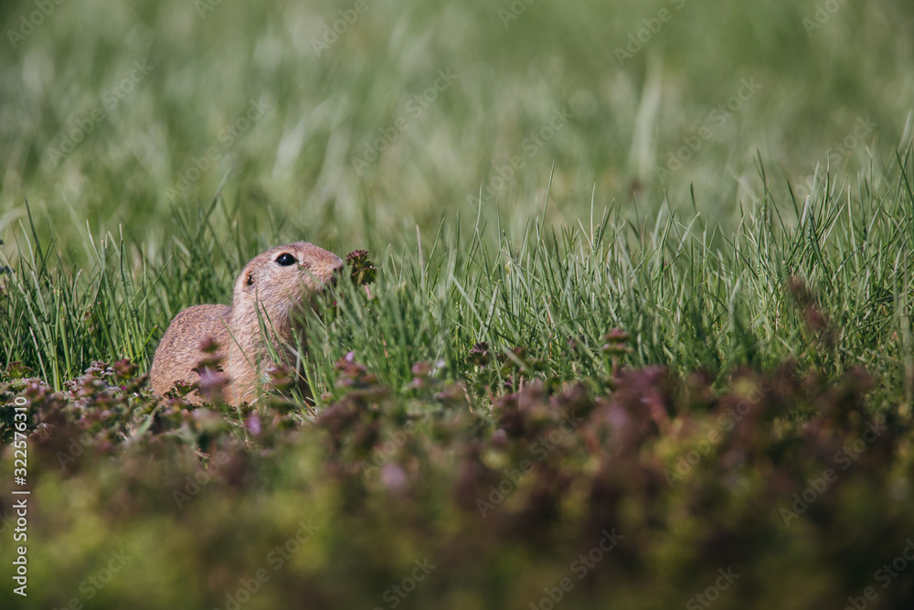 Ground squirrel in summer hiding in the garden. Ground squirrel in summer hiding in the garden.