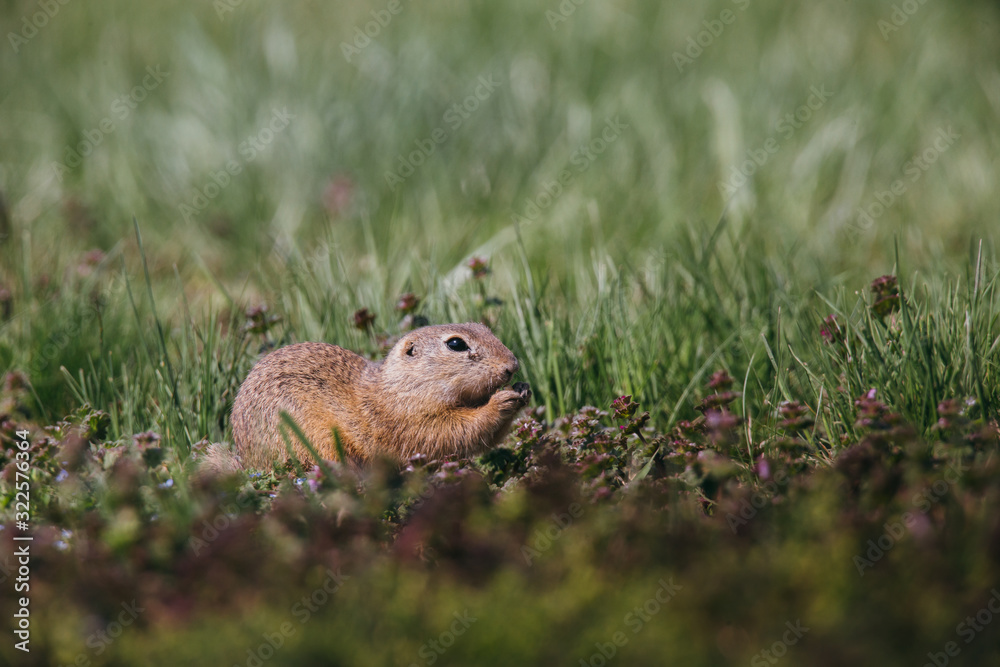 Ground squirrel in summer hiding in the garden. Ground squirrel in summer hiding in the garden.