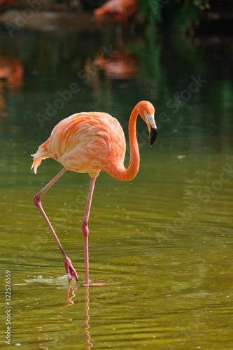 American flamingo Phoenicopterus ruber bird