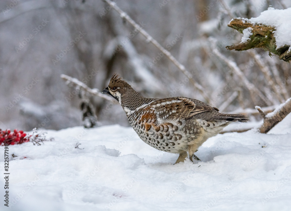 Fototapeta premium Grouse