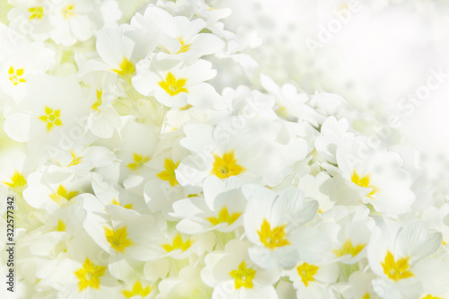 White spring abstract diffuse background with primula flowers  and  petals © Elena