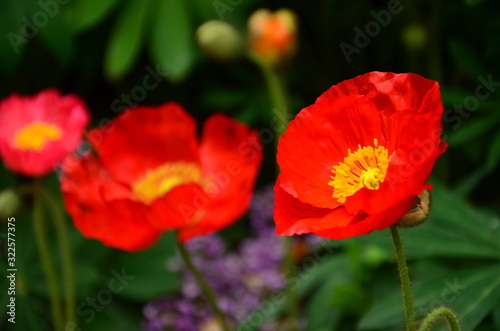 red flower in focus