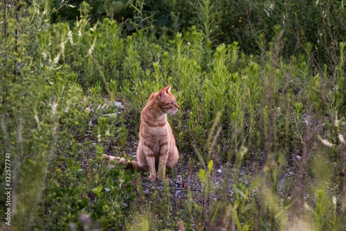 Cat sitting outdoor