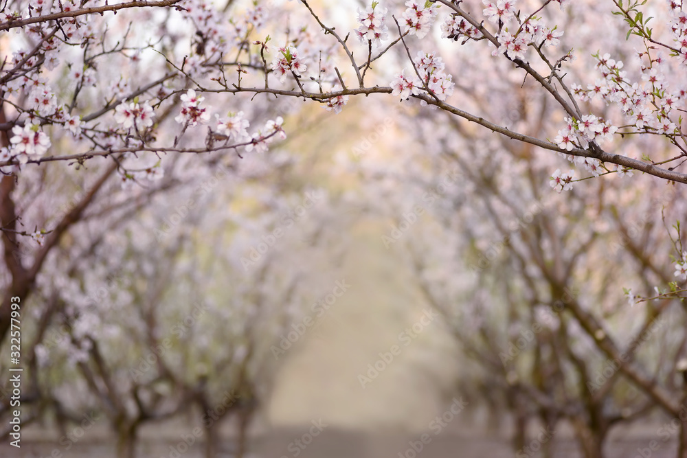 Art photo of a peach garden during spring bloom. Arch with branches of white flowers on top and rows of trees. Selective soft art focus. Art photo of a peach garden during spring bloom. Arch with branches of white flowers on top and rows of trees. Selective soft art focus.