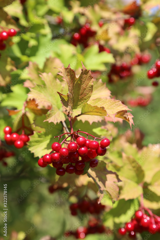 Branches of viburnum with ripe red berries Branches of viburnum with ripe red berries