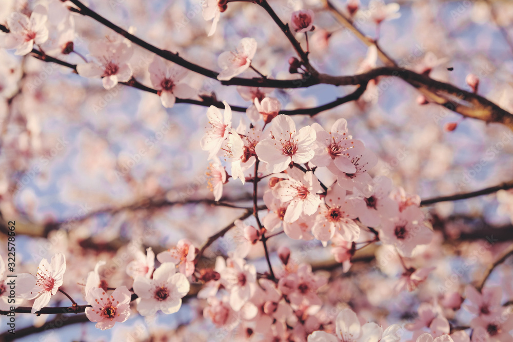 Beautiful flowery spring background with cherry blossoms.