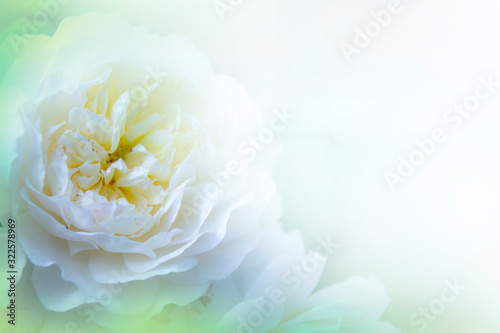 Pastel pale rose in sunlight background for greeting cards and covers