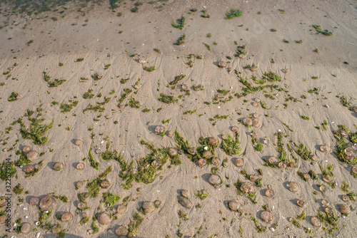 moss on the sand