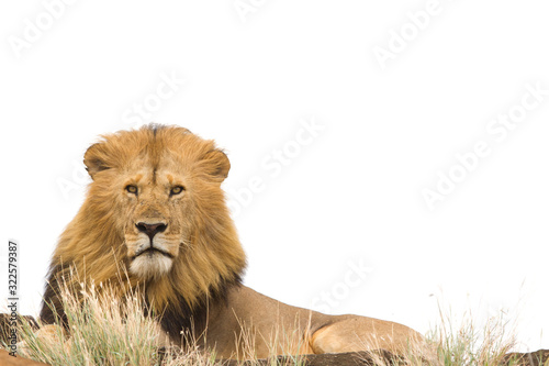 Male lion on white backdround, lion white background
