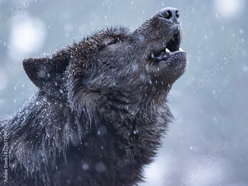 Howling wolf in winter against the background of snowing. photo