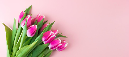 Pink tulip flower on blue wood table background with copy space for text. Love, International Women day, Mother day and Happy Valentine day concept