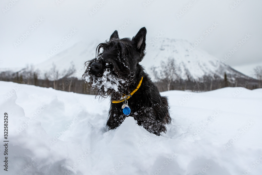 Young scottish terrier in a yellow collar is sitting in the snow on a background of mountains Young scottish terrier in a yellow collar is sitting in the snow on a background of mountains