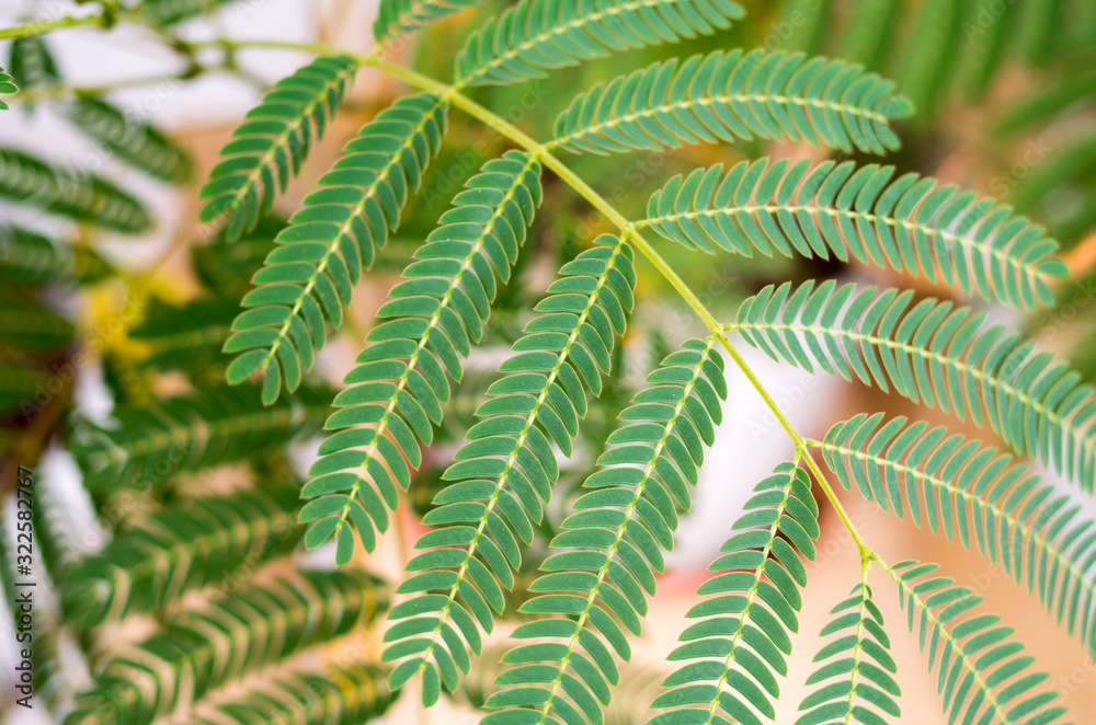 Mimosa (Mimosa pudica) top-down composition. Decorative fern. Green leaves of young mimosa palm. Decorative blossom, green composition, soft focus. Green palm leaves. Close Up of the green plant. Mimosa (Mimosa pudica) top-down composition. Decorative fern. Green leaves of young mimosa palm. Decorative blossom, green composition, soft focus. Green palm leaves. Close Up of the green plant.