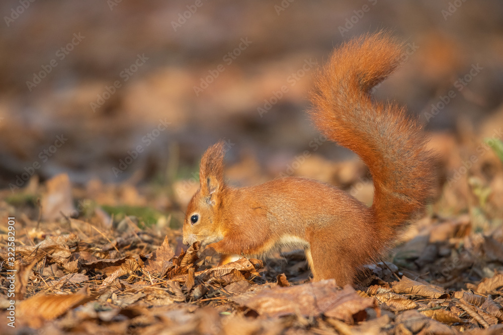 Red squirrel - (Sciurus vulgaris) Red squirrel - (Sciurus vulgaris)