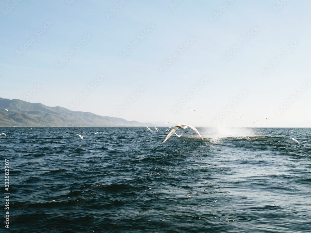 Flock of seagulls sailing behind a fishing boat. Inle lake, Myanmar Flock of seagulls sailing behind a fishing boat. Inle lake, Myanmar