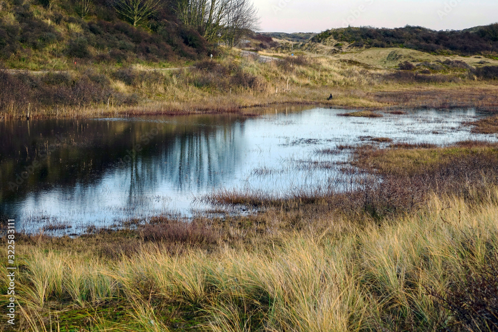 Netherlands. The landscape of the dunes in Zuid-Holland Netherlands. The landscape of the dunes in Zuid-Holland