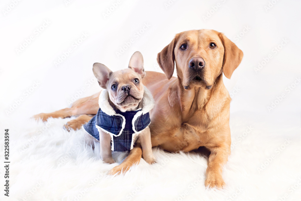 Obraz premium Frenchie and lab