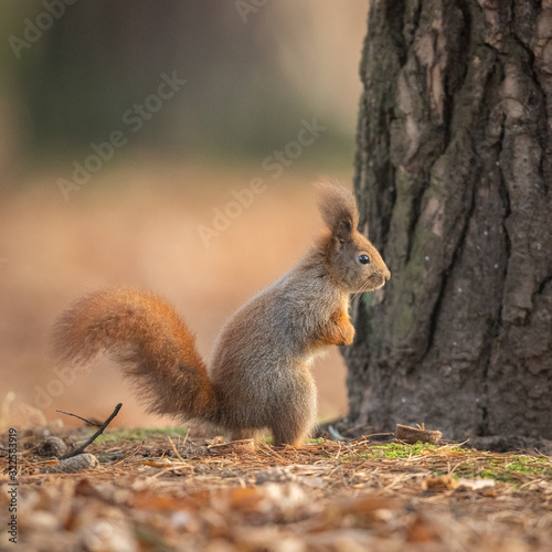 Red squirrel - (Sciurus vulgaris) © szczepank