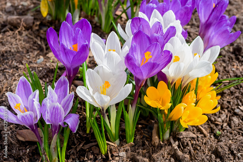 Mixed hybrid crocus flowering in the early spring garden. photo