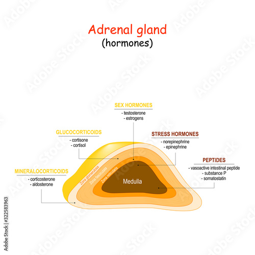 Hormones of adrenal gland photo