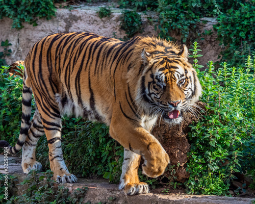 One Eyed Sumatran tiger  Panthera tigris sumatrae .
