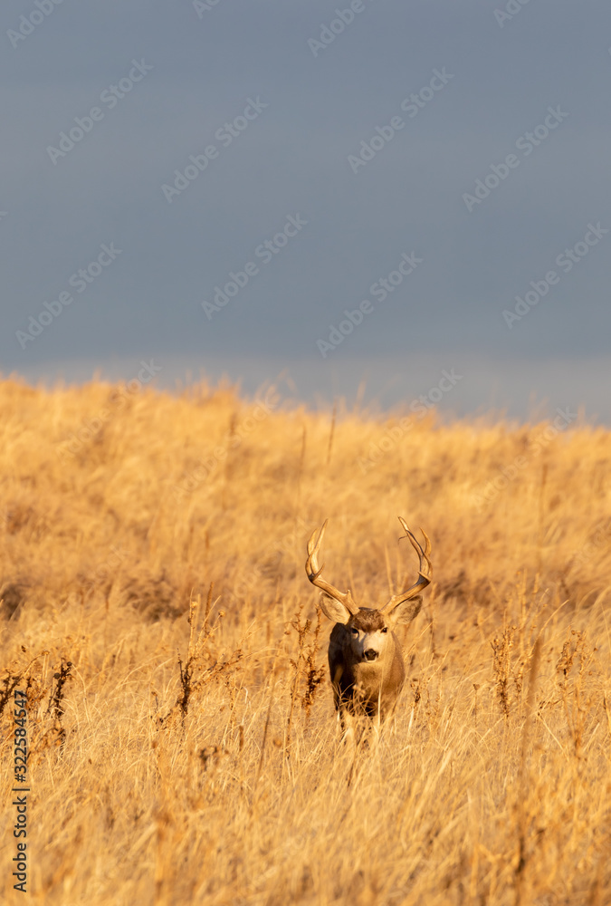 Buck Mule Deer in Fall in Colorado Buck Mule Deer in Fall in Colorado