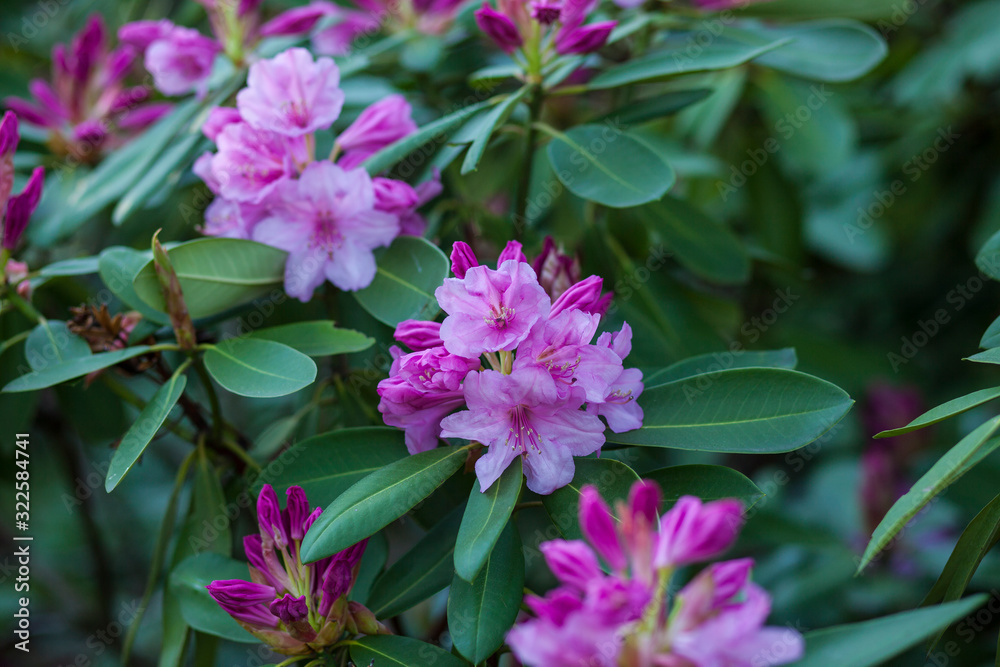 blooming rhododendron outdood/spring background blooming rhododendron outdood/spring background